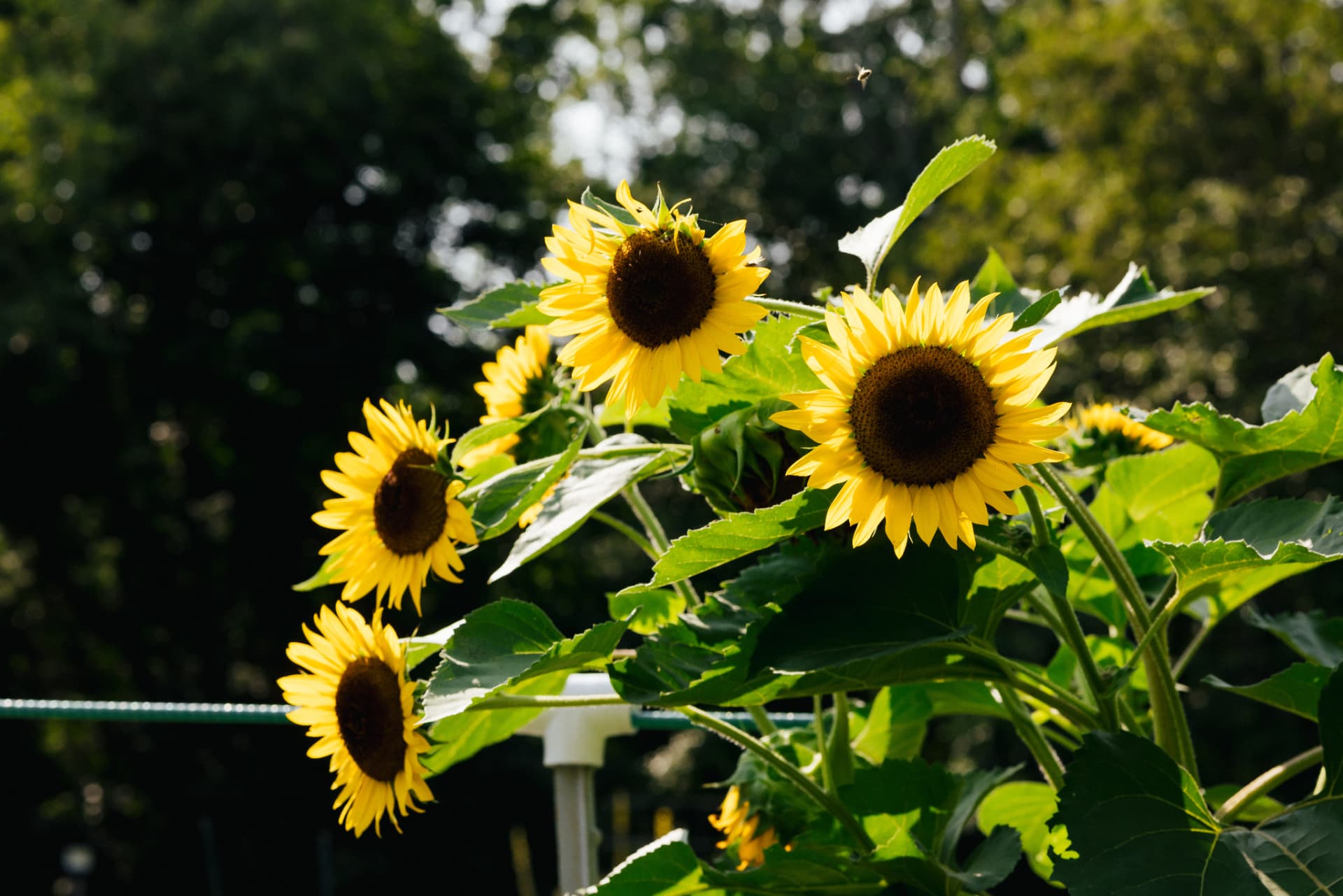 Sunflowers in bloom on the farm