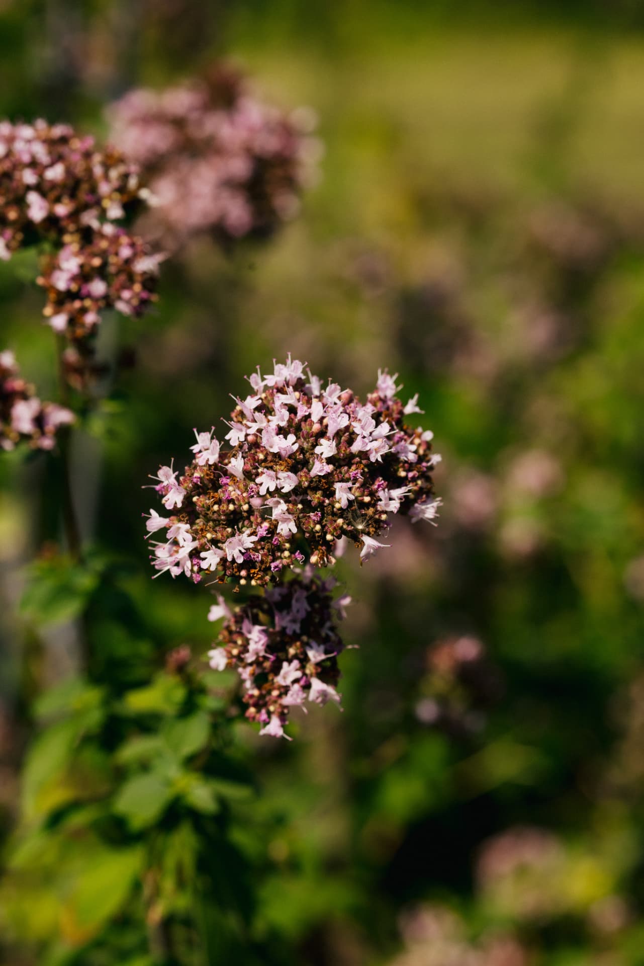 Flowering herbs growing in the farm garden